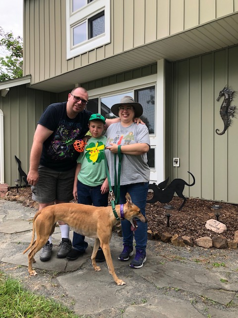 Gwen and Paul, along with their son Koda, wanted a friend for their 7 year old male Huskie. Along came Go Maddie Go, a beautiful petit fawn girl, now called Annie Oakley and the two hit it off right away. Annie was so happy to be in her new home – she had no accidents in the house from day one and mastered stairs all on her own. BRGA Welcomes Annie Oakley and Gwen, Paul and Koda to the Pack!