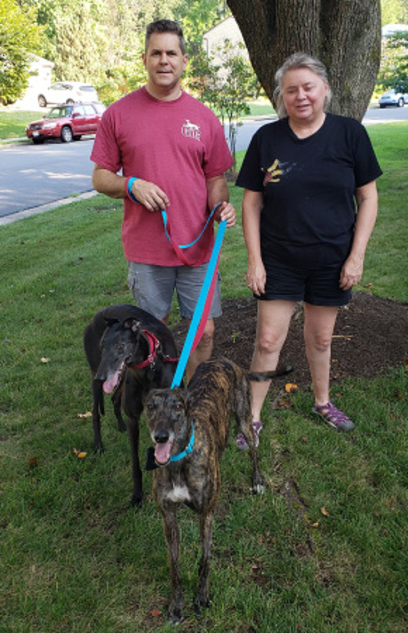 Congratulations to Sharon and Dave with their boy, Loki and beautiful new brindle girl, Freyja formerly Syfy Sandy. Freyja is an absolute sweetheart and loves having Loki to show her all the fabulous couches and beds to sleep on! The pair became instant buddies. Freyja is very curious and learning about all the exciting trees and bushes and dogs in the neighborhood on her fun walks! Please welcome Dave and Sharon with Loki and Frejya into the BRGA pack!