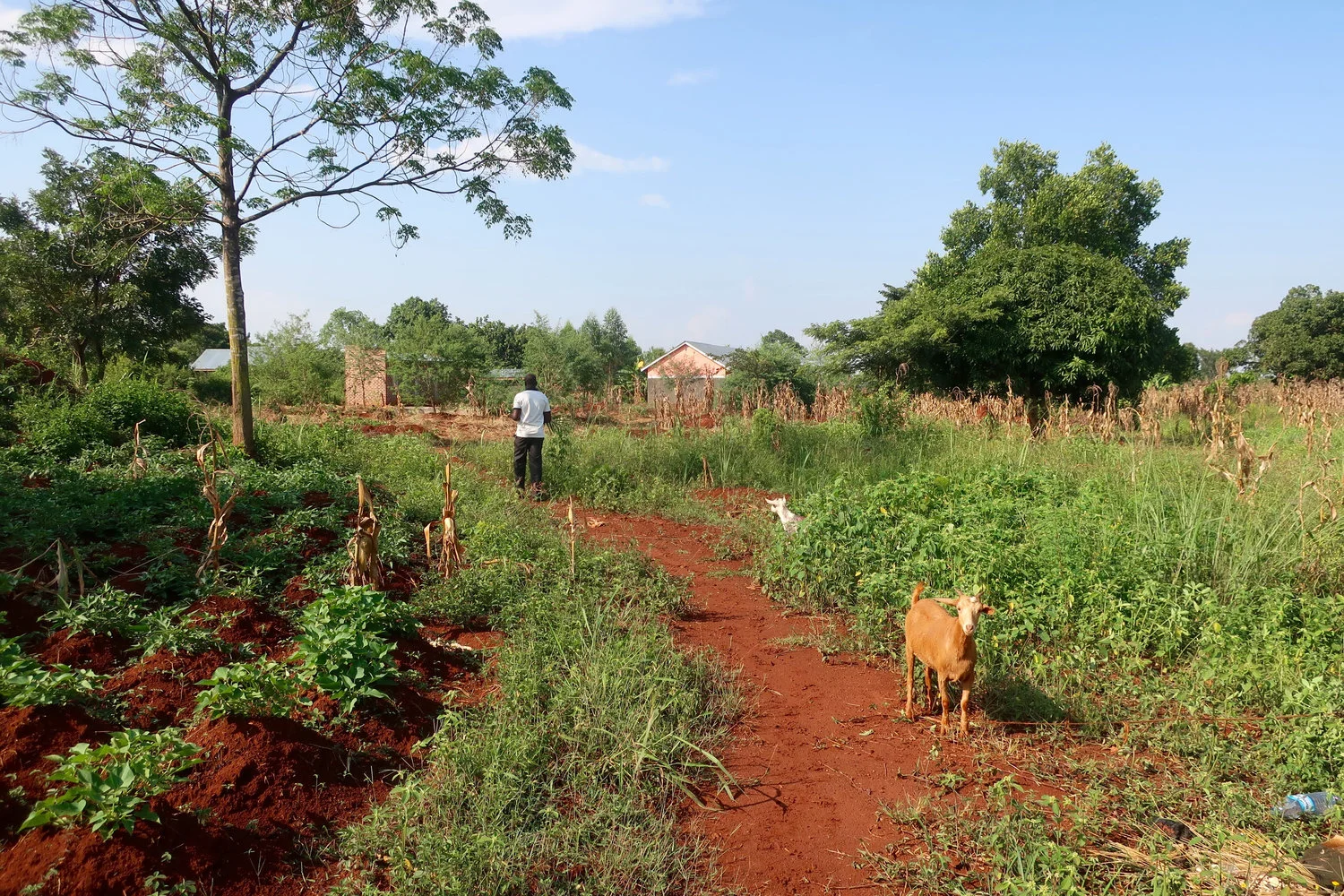 Uganda Community Farm