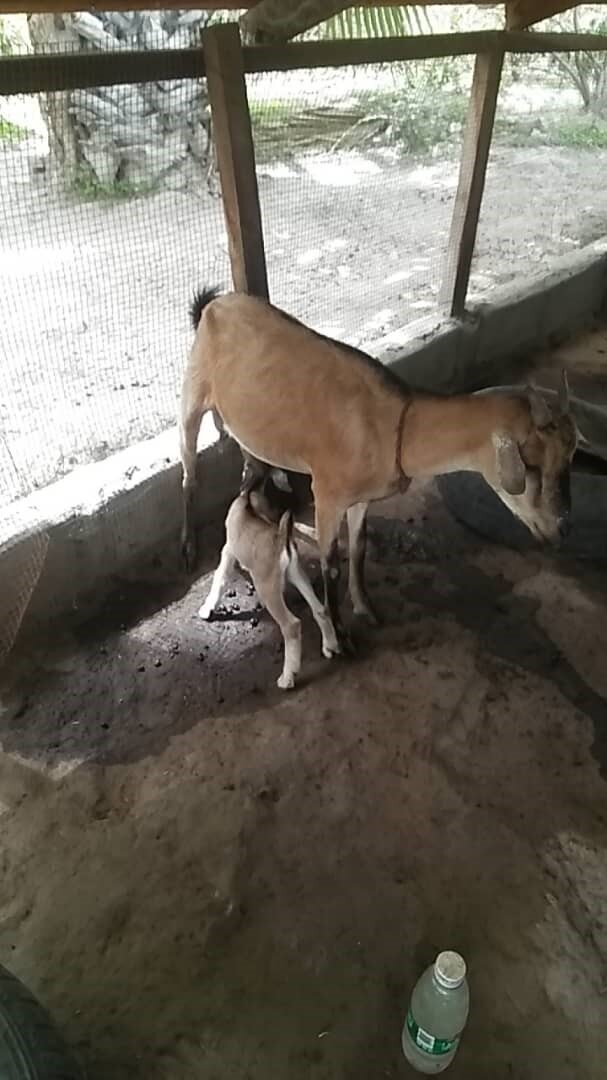  One of the baby goats born in July 2020.  