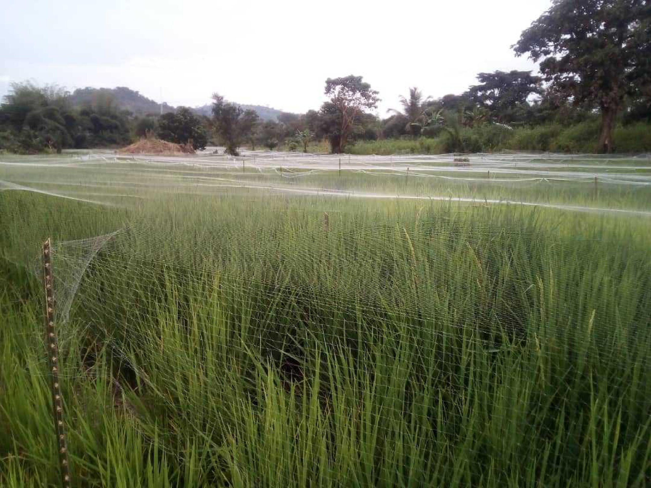 Rice Field Protected With Mesh (1).jpg