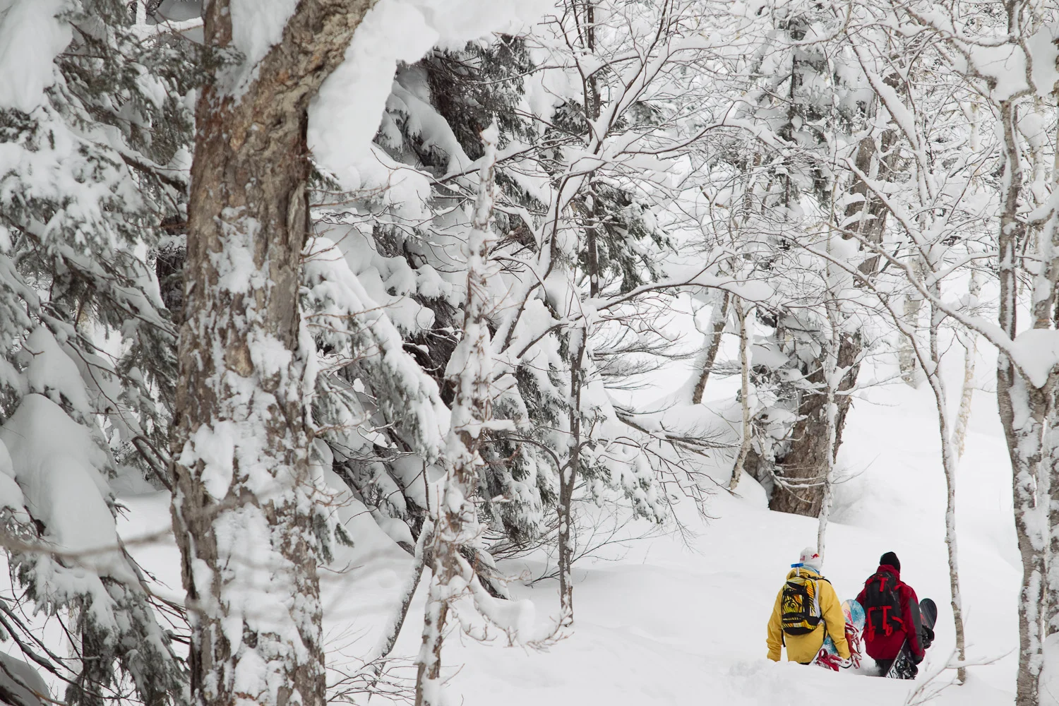 heikkesorsa_japan_barker_20110219_6271.jpg