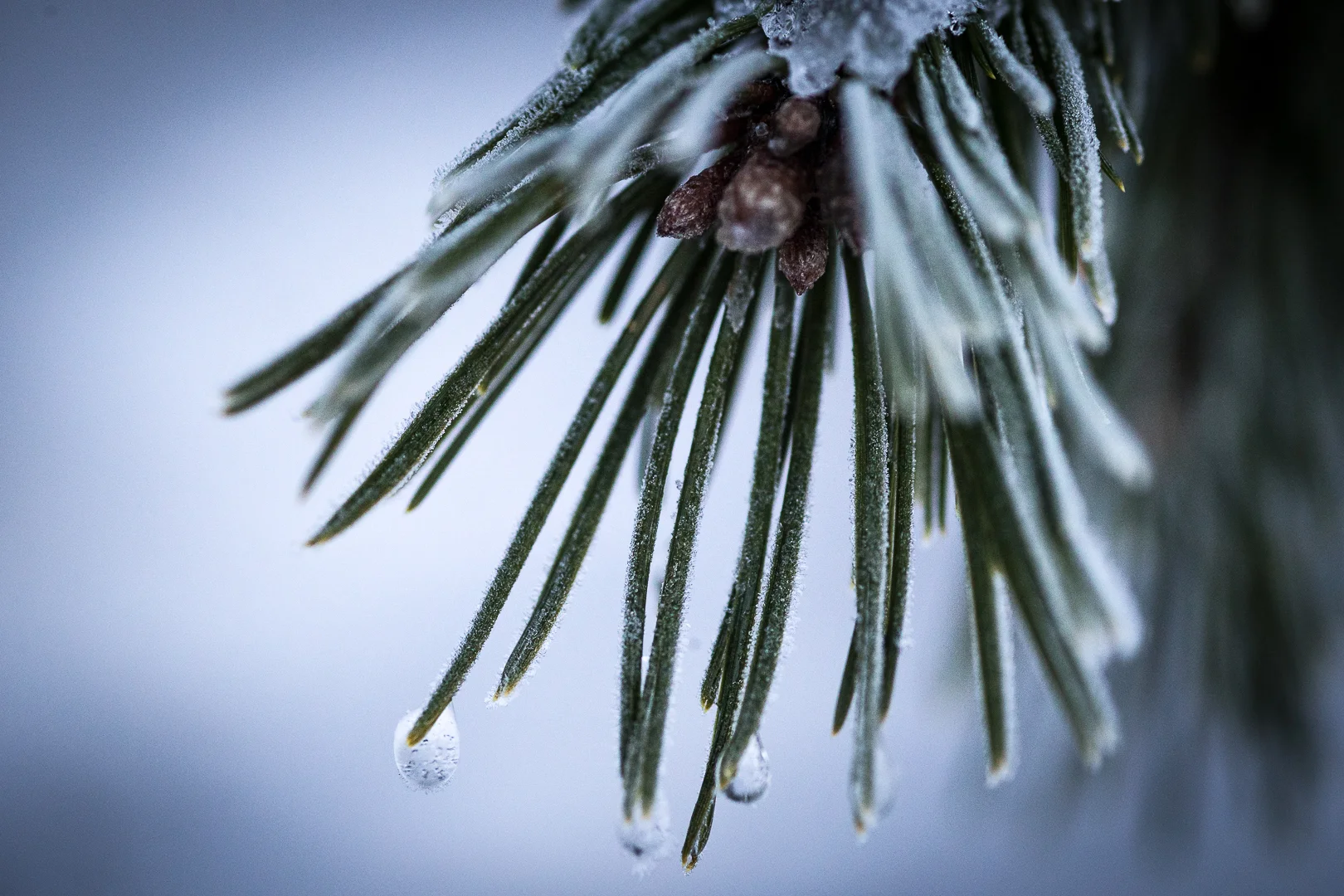 winter shoot photography whistler bc snow landscape