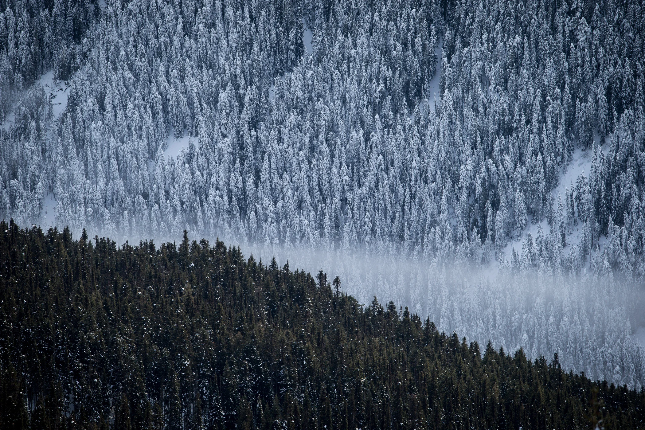 winter shoot photography whistler bc snow landscape
