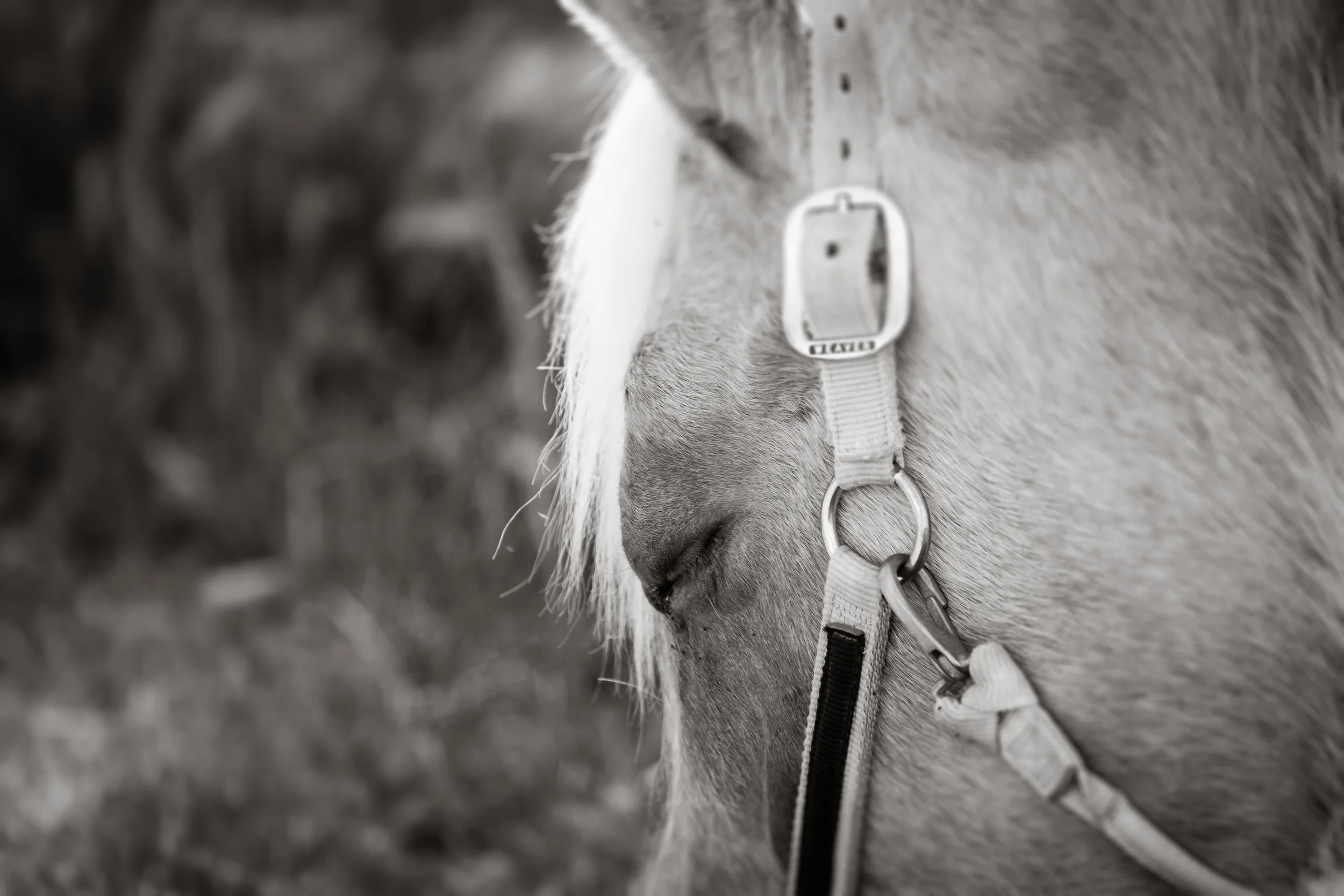 _MG_4450-Edit.jpg