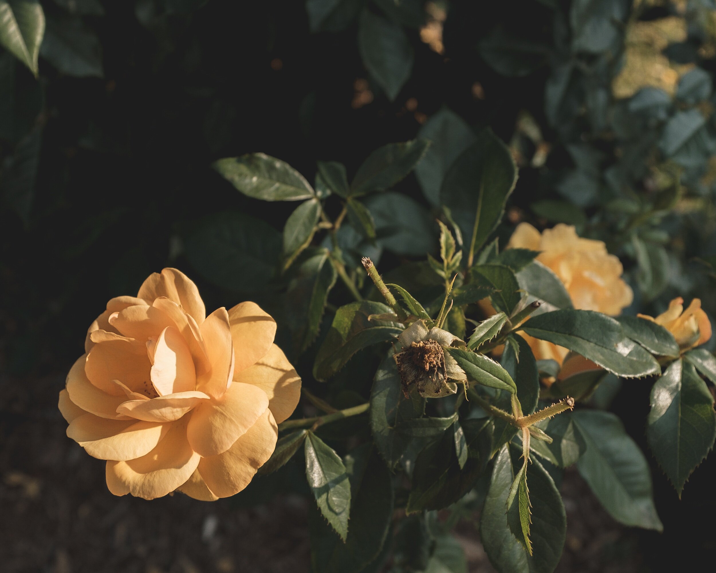 Elizabeth Park Conservancy