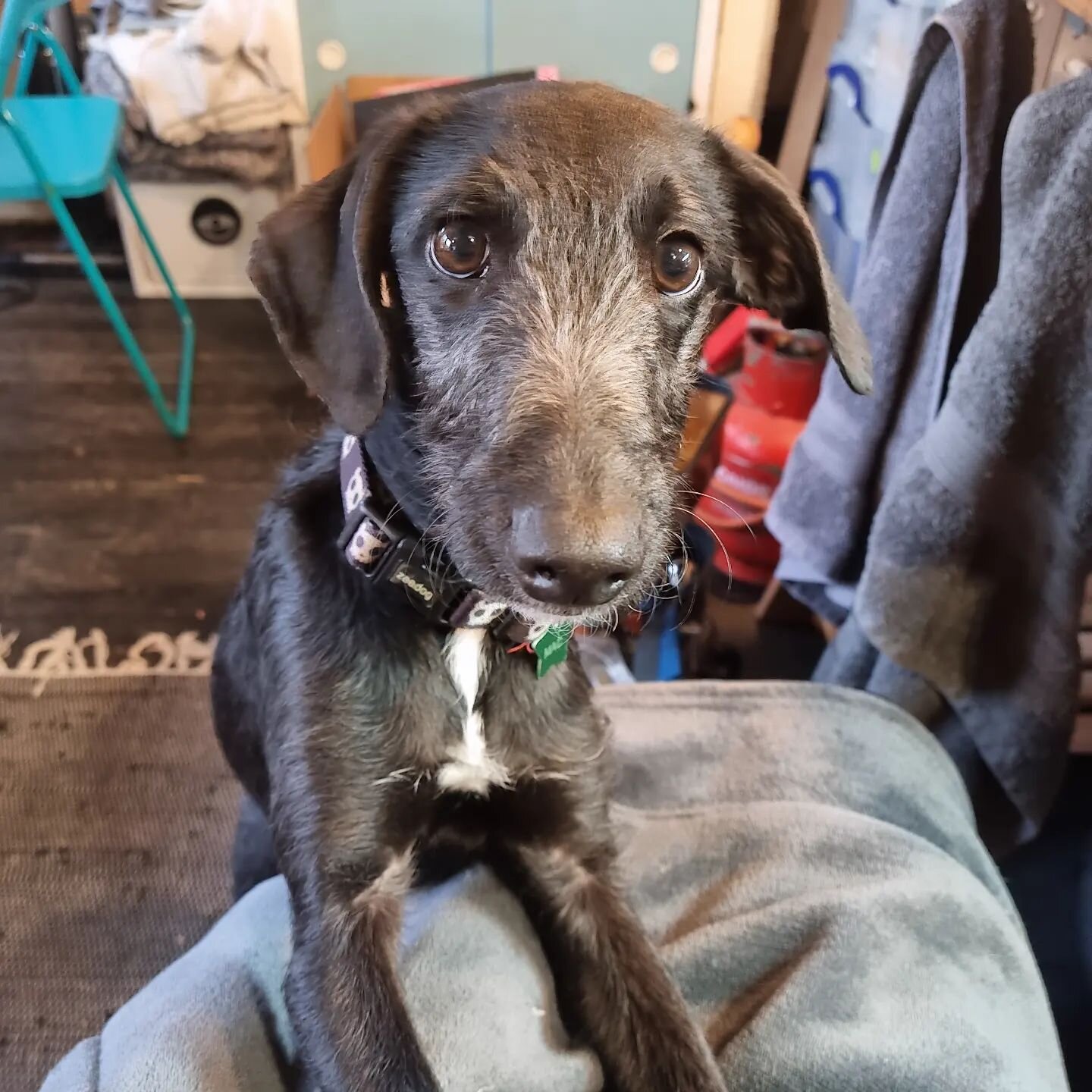 Maccy Moo, studio dog number 2..the cuddliest pup you could meet! He wants to he on my knee allllll the time, which doesn't work at a jewellers bench!).
.
#beddlingtonwhippet #studiopup #cute