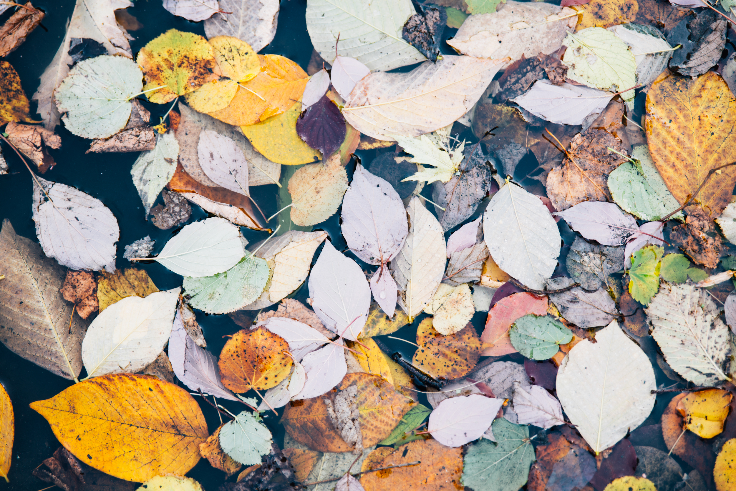 20141102_ProspectPark_015.jpg