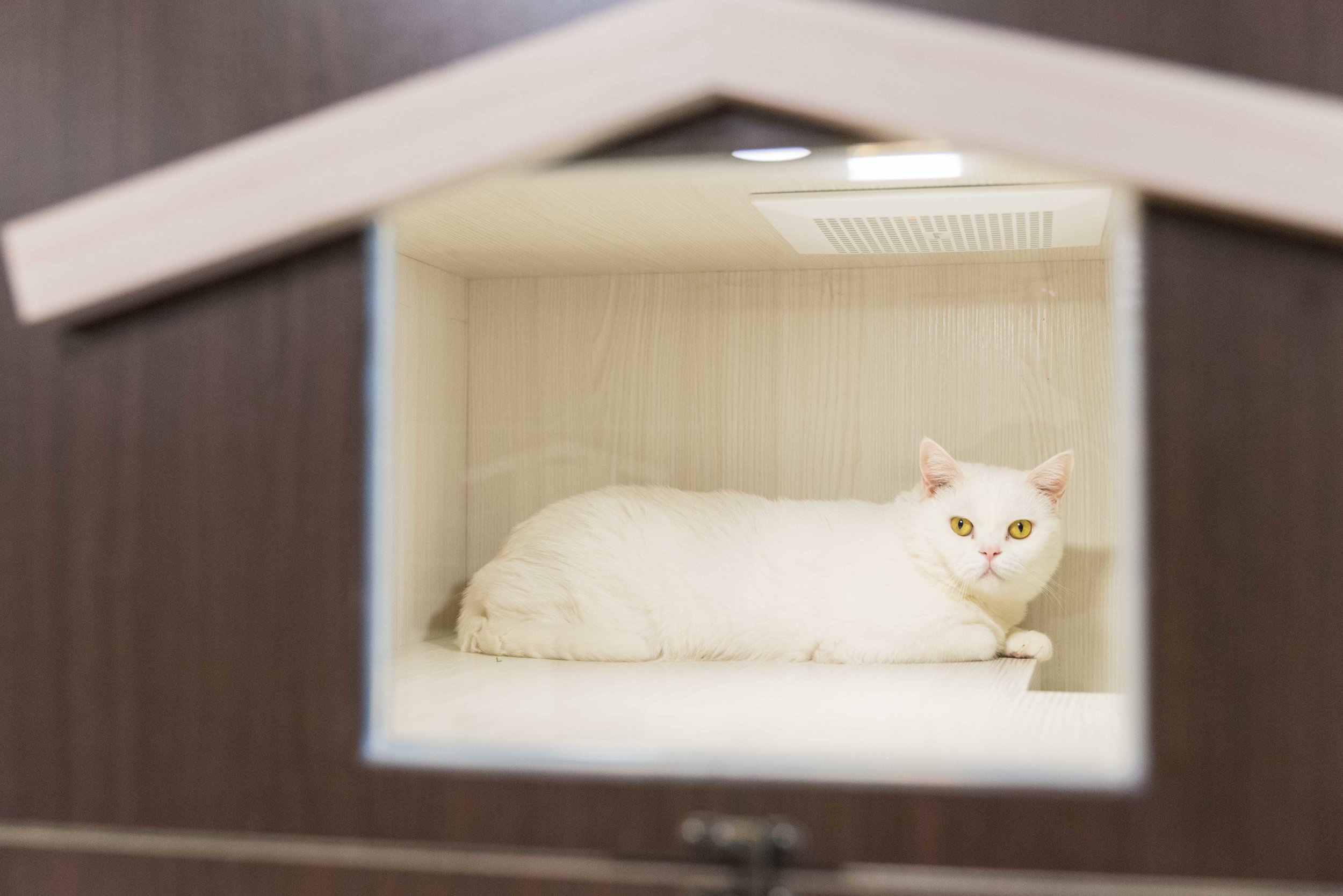 Pets_04.jpg