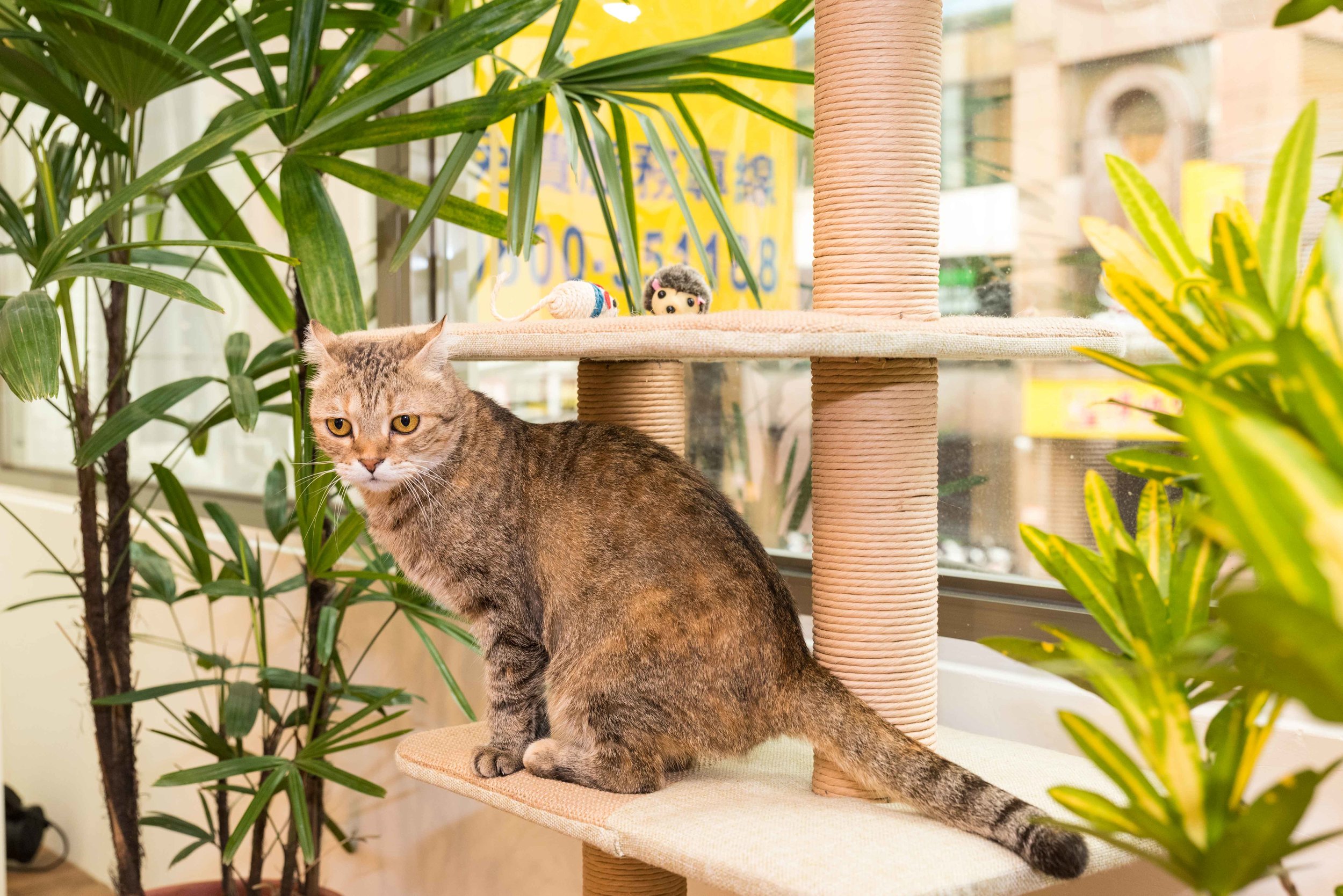 Pets_05.jpg