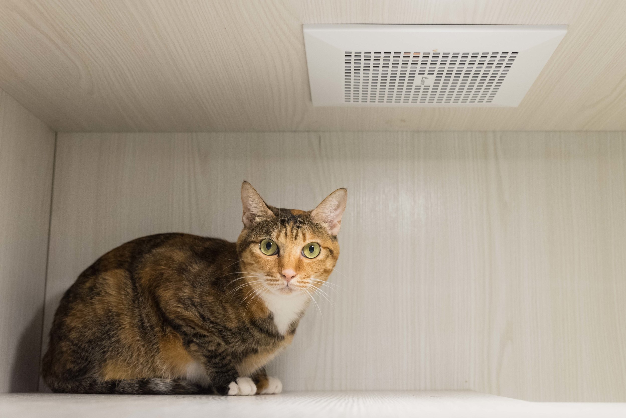 Pets_07.jpg