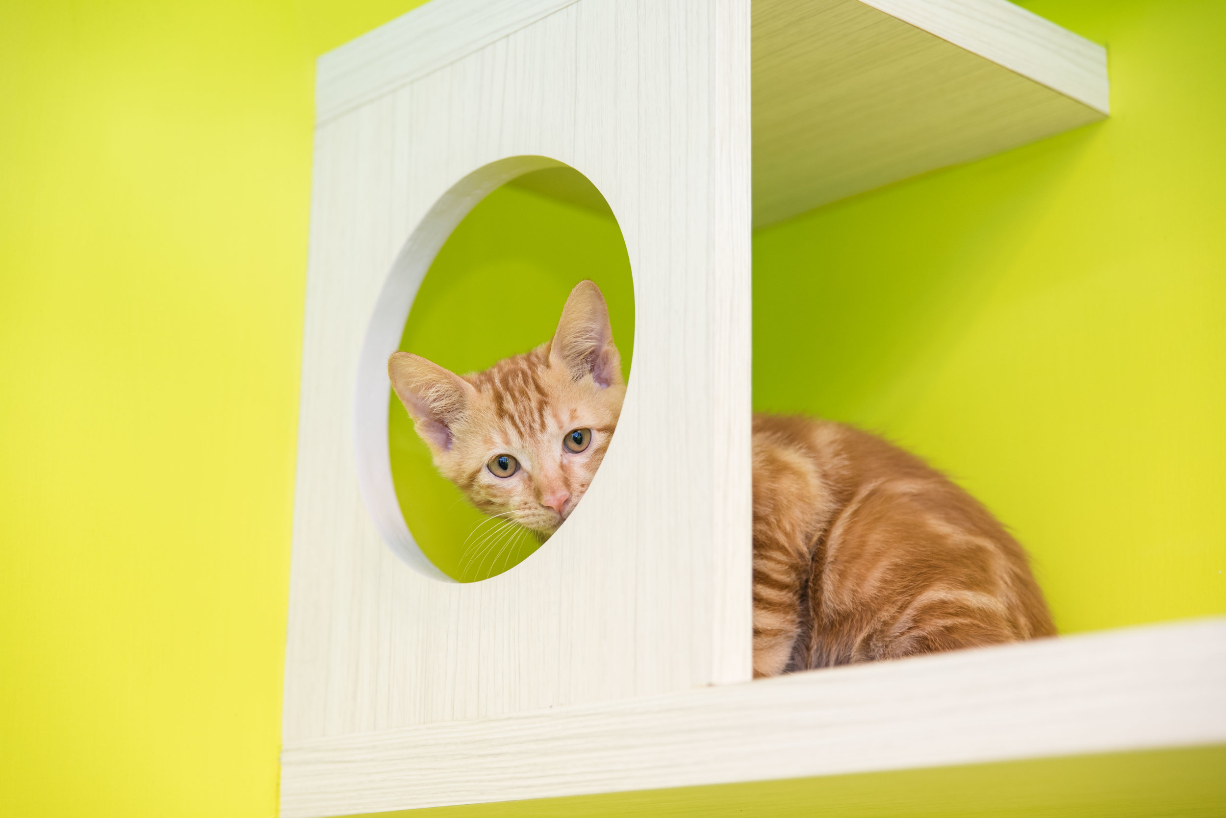 Pets_08.jpg