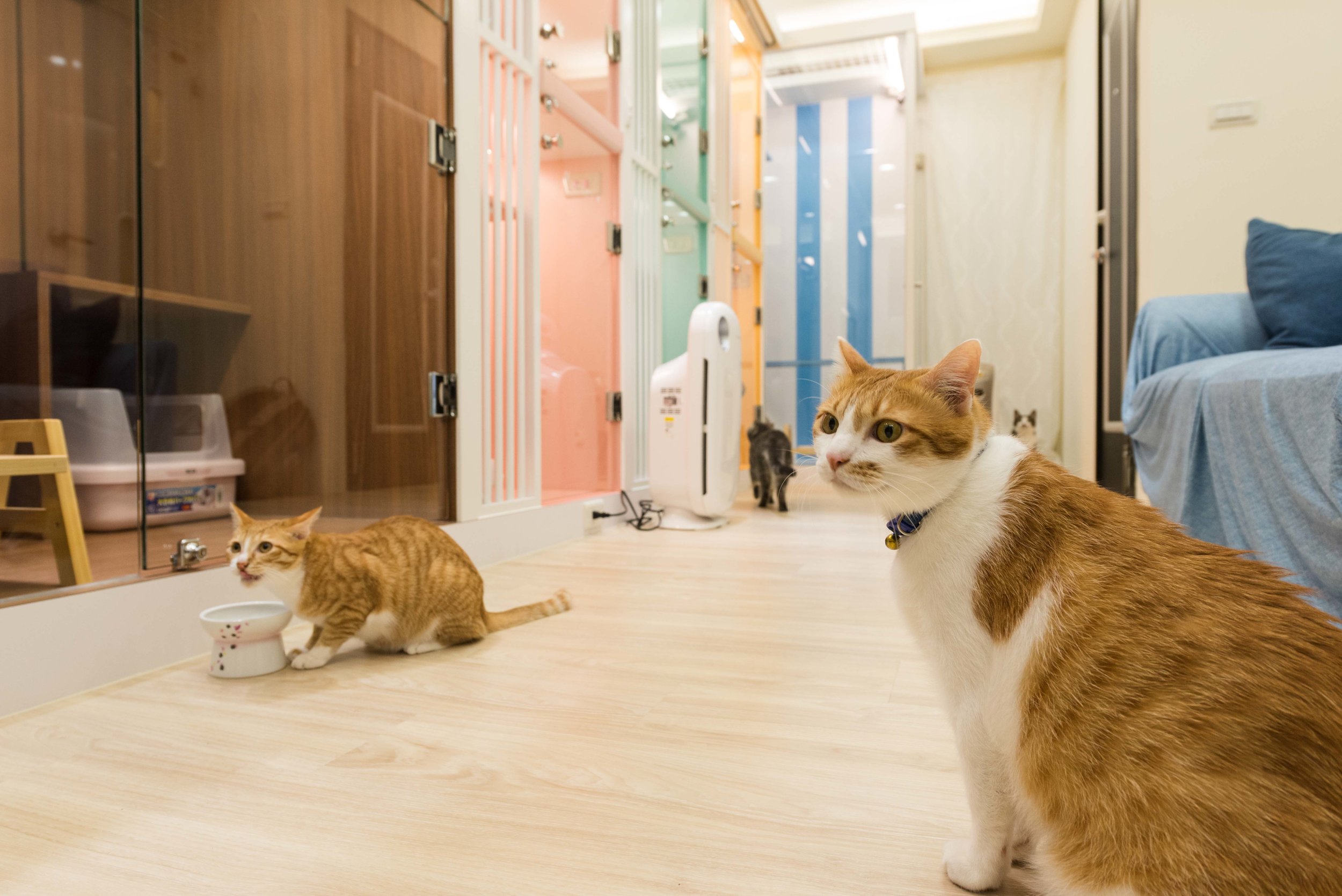 Pets_17.jpg
