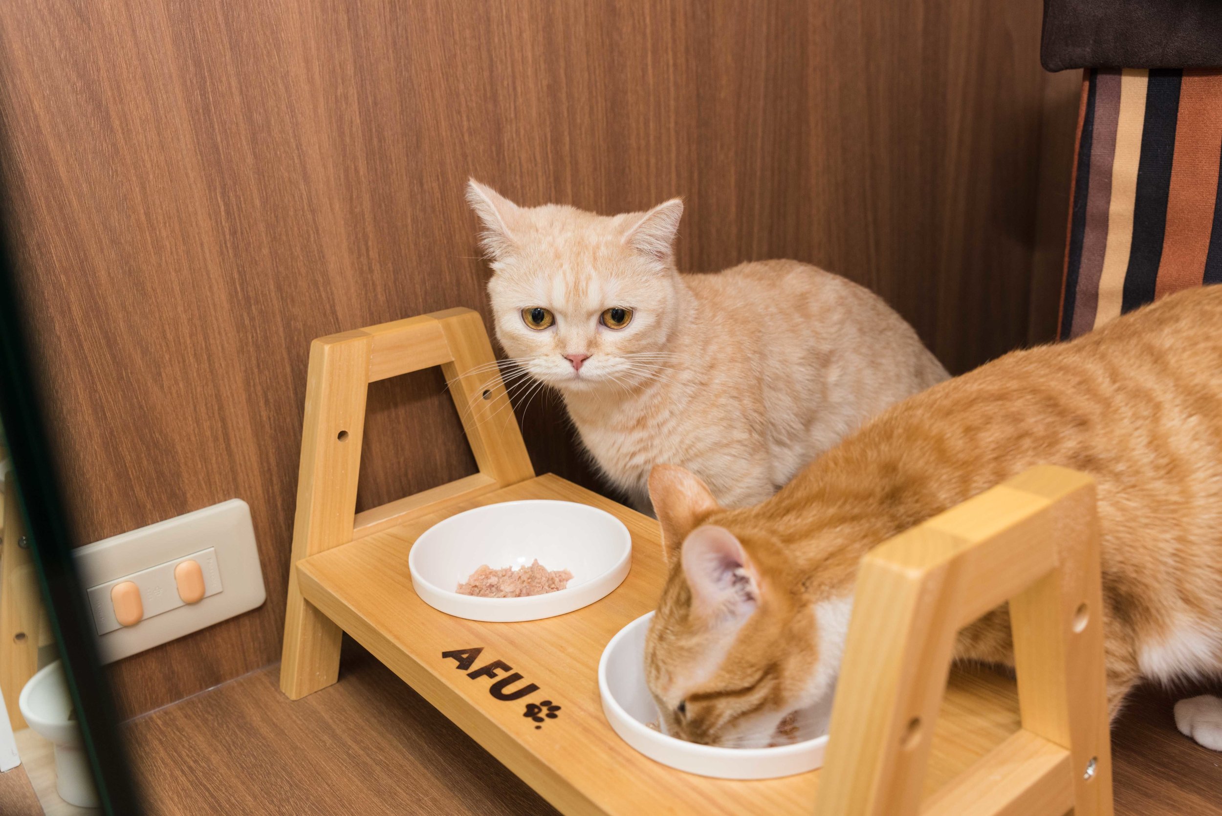 Pets_18.jpg