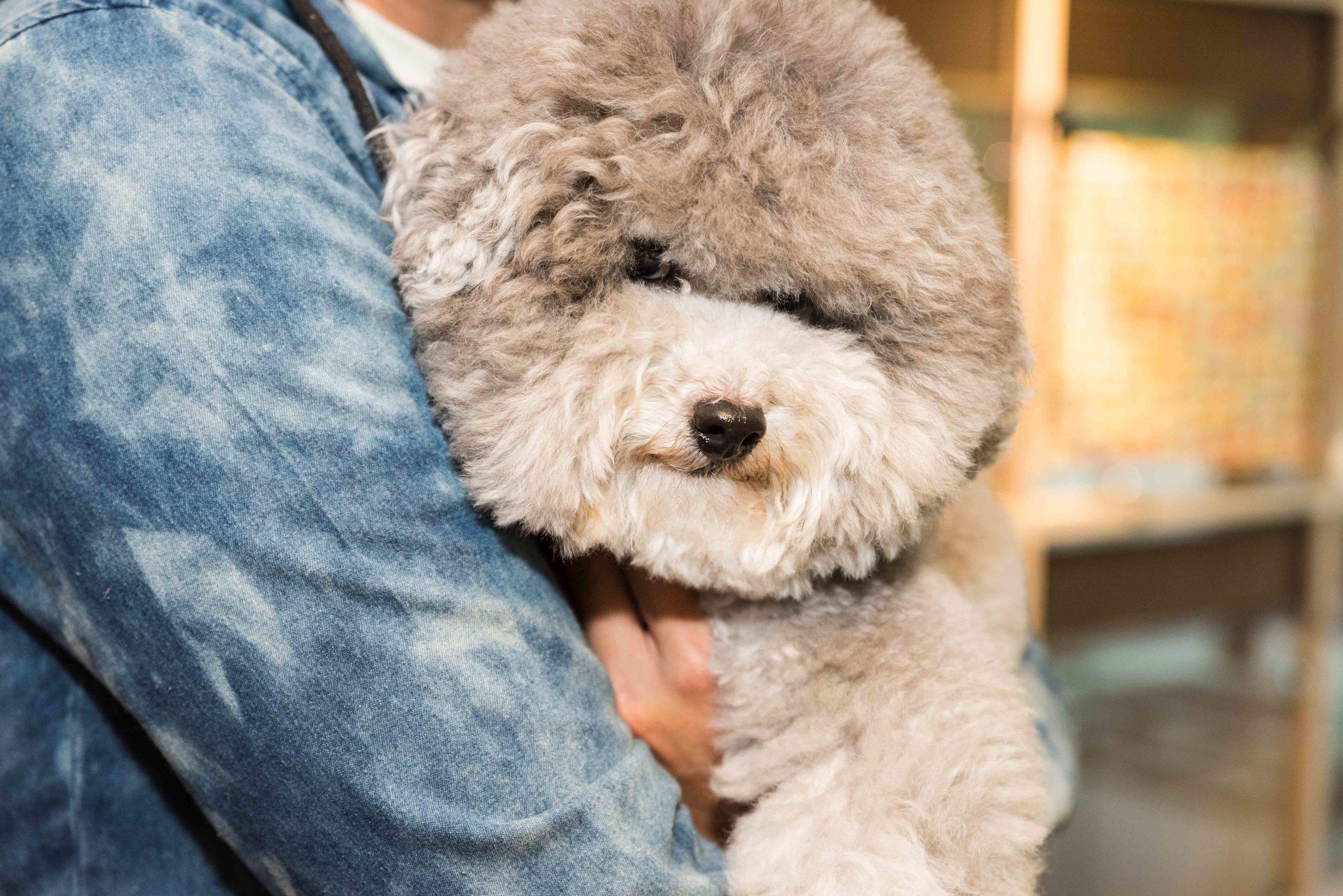 Pets_21.jpg