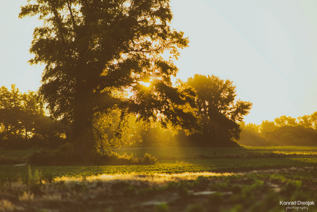 Morning Glory Sunrise