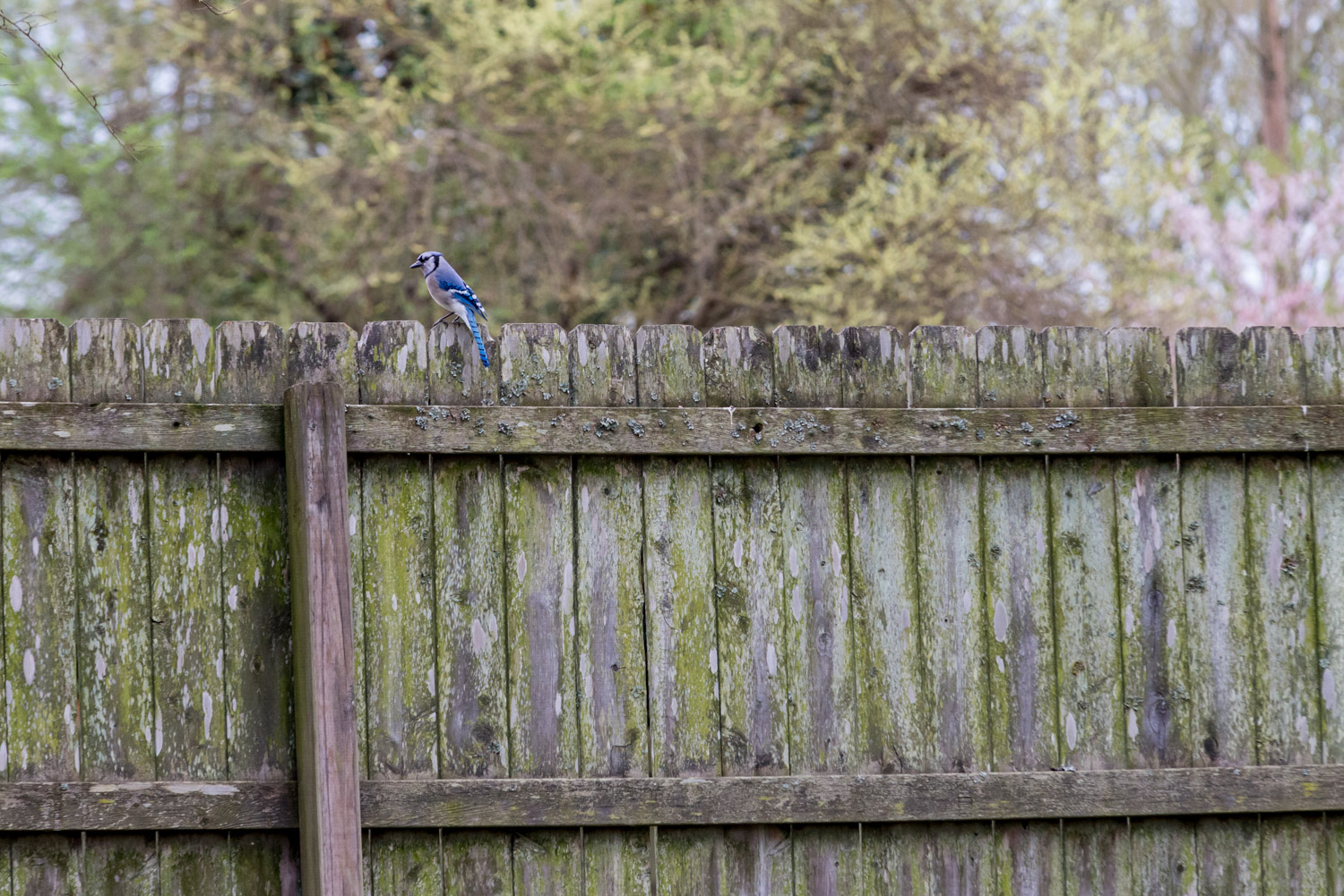 Blue Jay (Cyanocitta cristata) 
