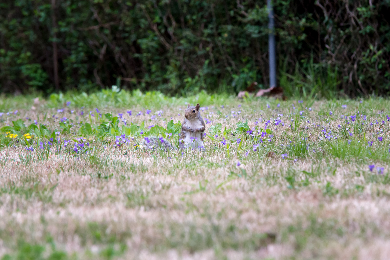 Eastern Gray Squirrel (Sciurus carolinensis)