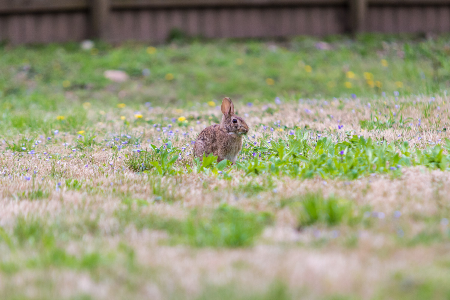 Eastern Cottontail (Sylvilagus floridanus)