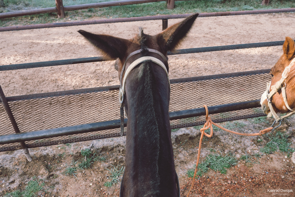 My mule for the Bryce Trail Ride