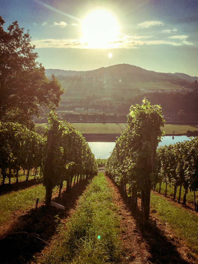Schengen - sunbathing grape vines