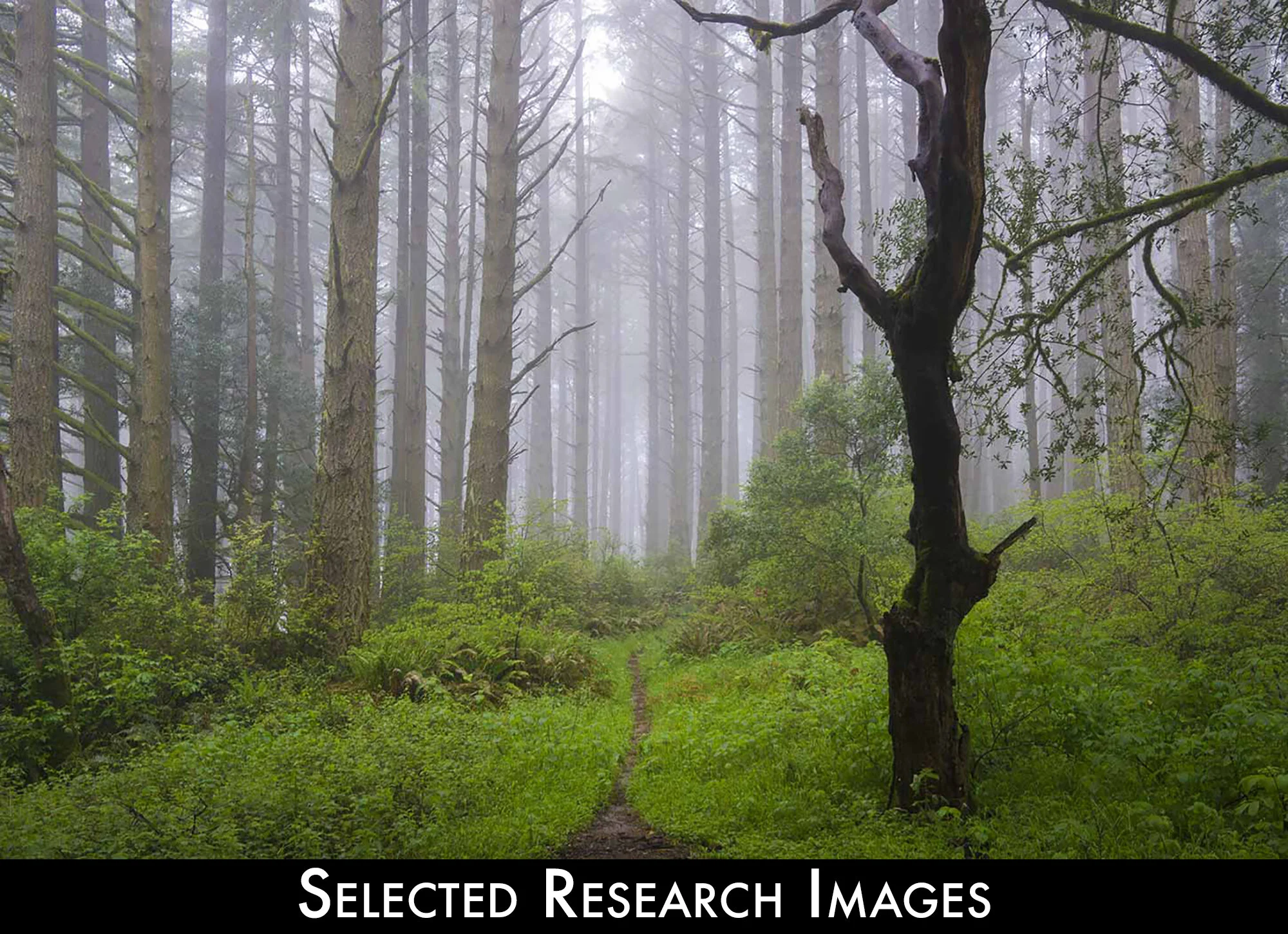 Selected Research images.jpg