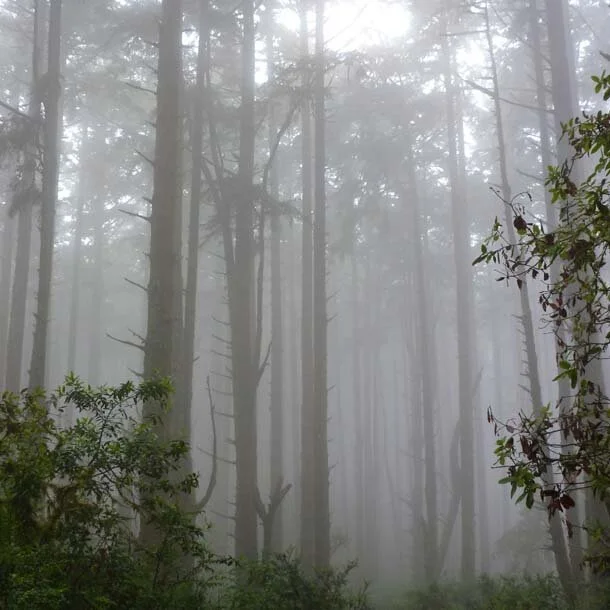1-forest-fog.jpg