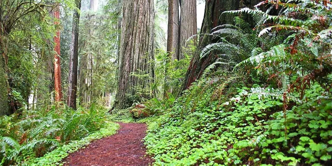 VCW_D_NC_T1_RedwoodNP_Manley-sized.jpg