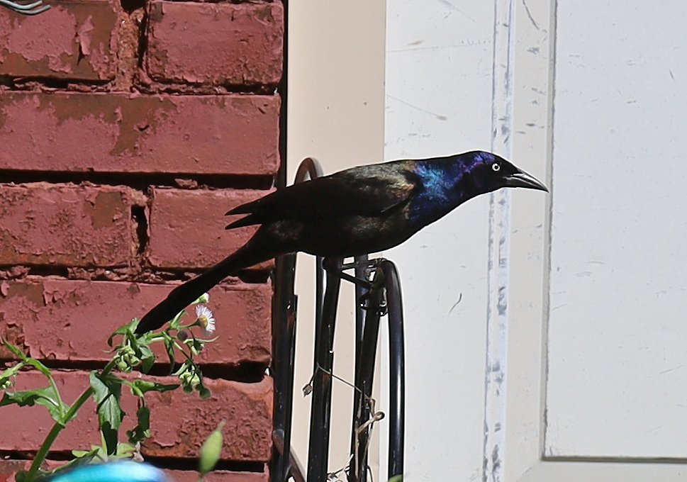 IMG_4032.jpg
