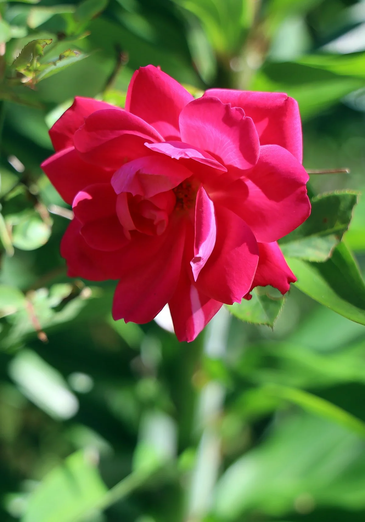IMG_4656.jpg