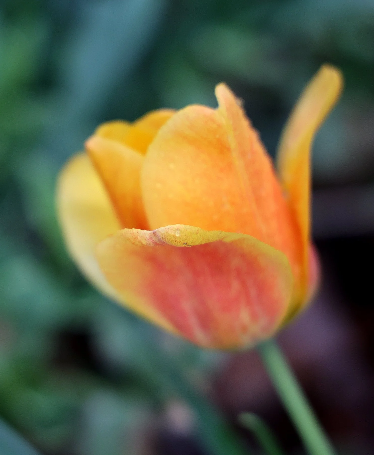 IMG_8121.jpg