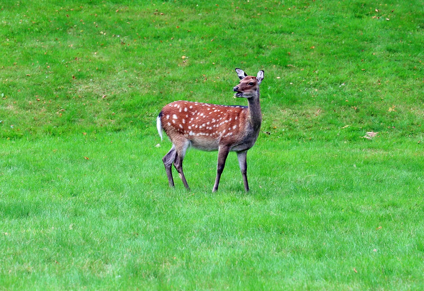 IMG_0860.jpg