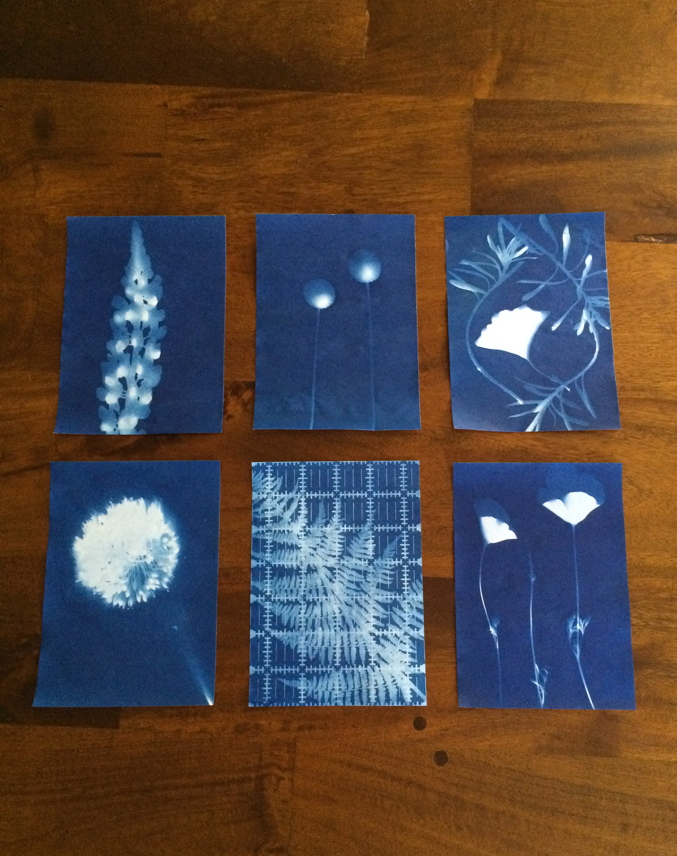 Get creative with a cyanotype kit - Gathered