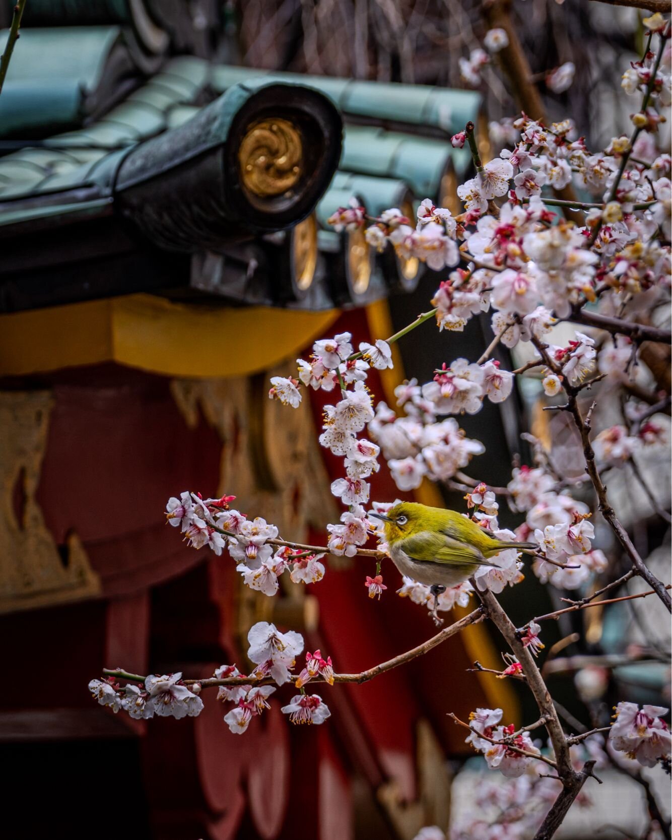 Early #sakura blossoms at #kandamyoujin shrine

Camera: #SonyA7CR

#Tokyo #Japan #Bird #cherryblossoms #Shrine