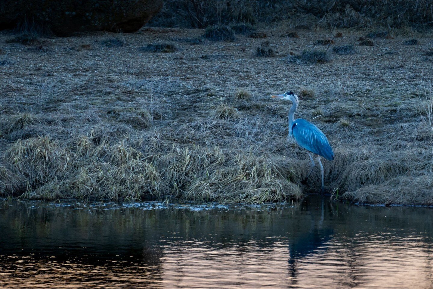 Evening hike with Denver - found a Heron!

#Taos #NewMexico

Camera: #SonyA7CR