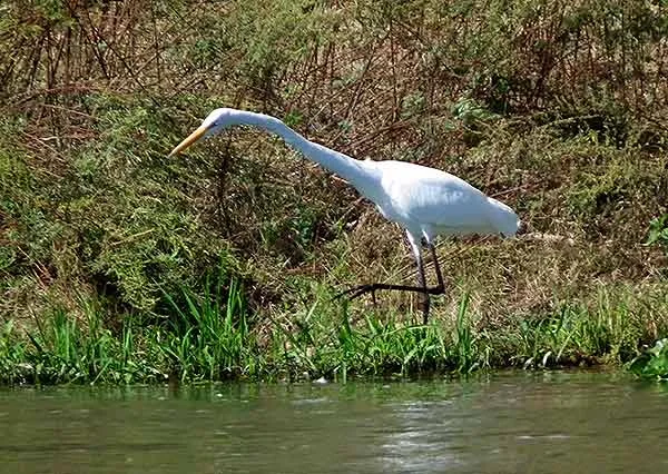 Egret hunting on the banks of the Fuerte River