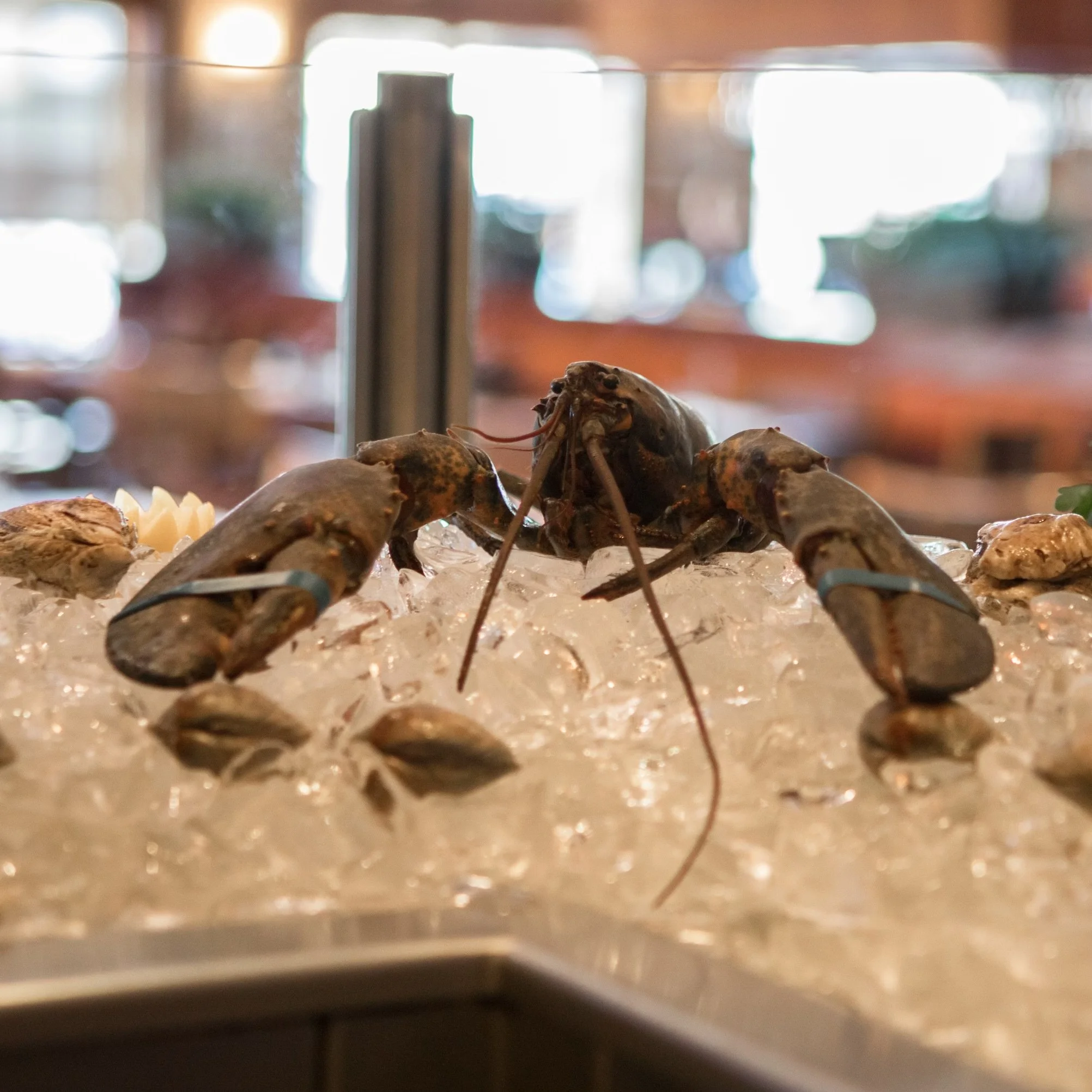 The Marlin Restaurant — The Marlin & Triton