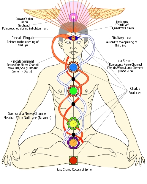 Demonstrating the subtle energy system; sushumna, ida and pingala nadis, kundalini and chakras.