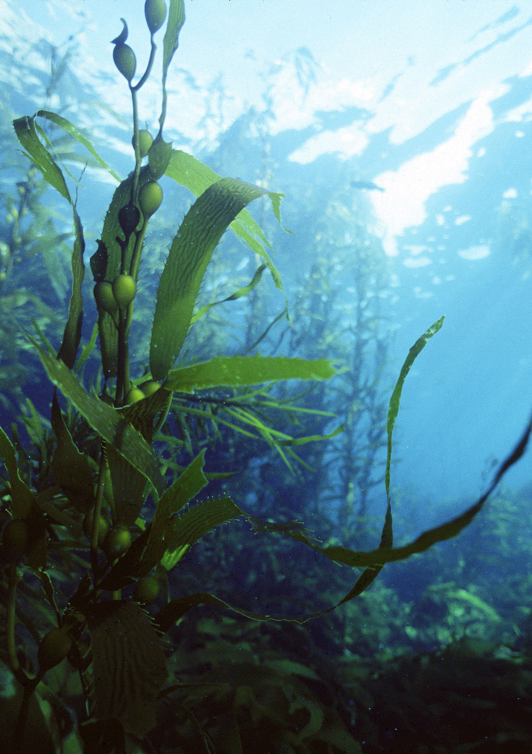 Giant Kelp