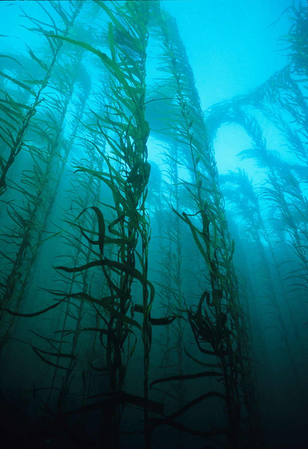String Kelp