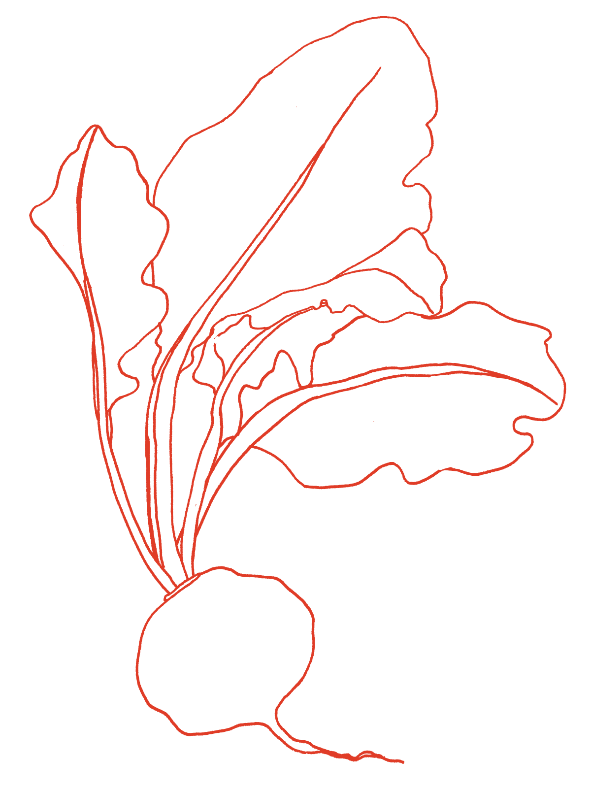Radish_02_Colour_Digital.png