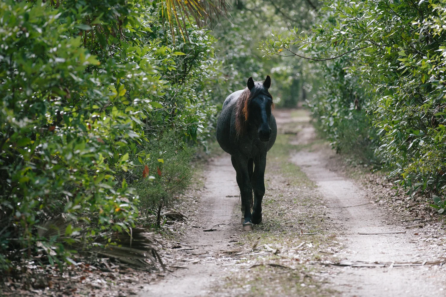 Cumberland Island