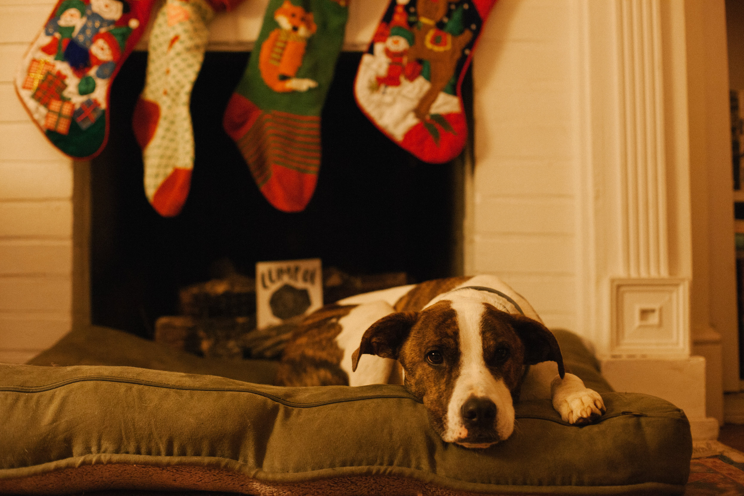 ChristmasDog (10 of 11).jpg