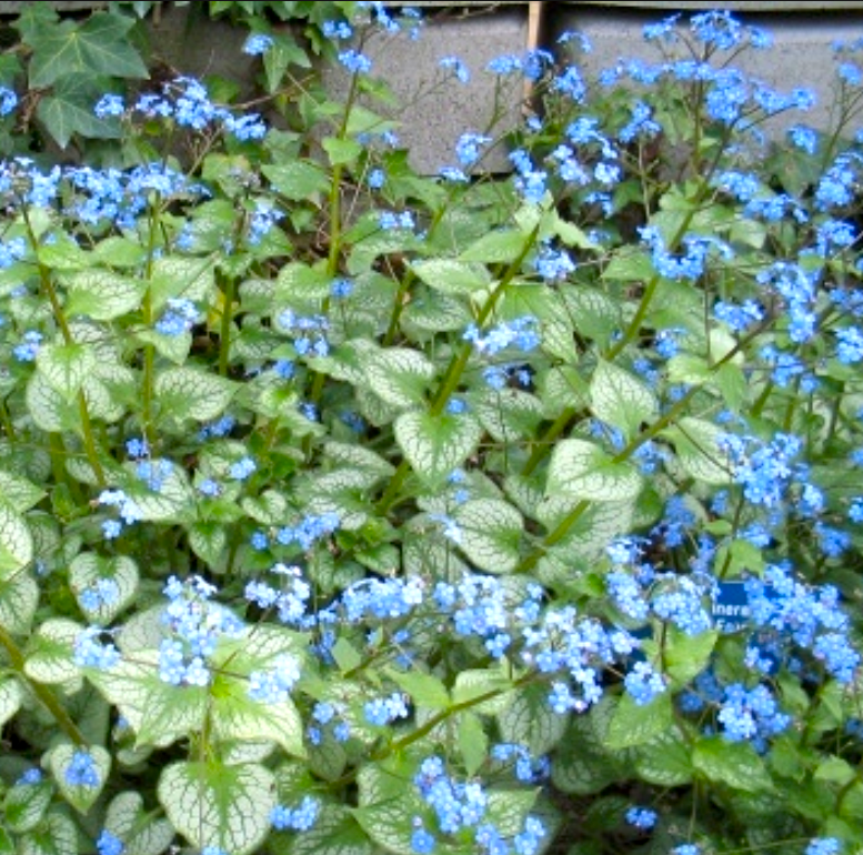 Siberian Bugloss