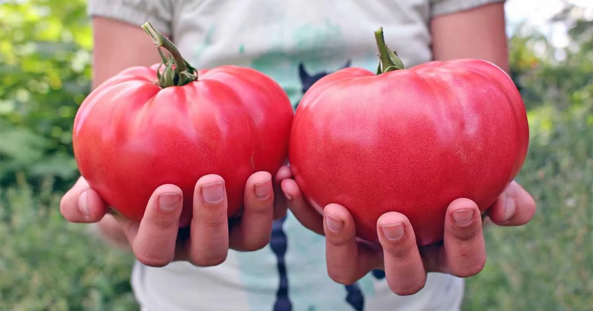 Distinctions: Heirloom, GMO, Hybrid, Organic