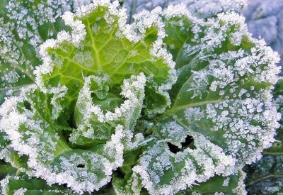 Frosted-Crop.jpg