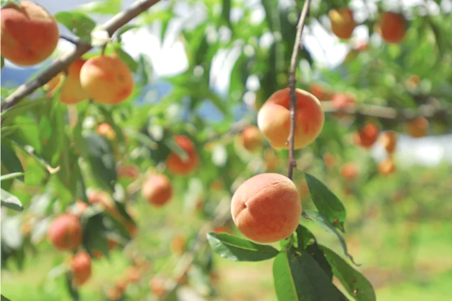 Peach Tree Guild Dos + Don'ts