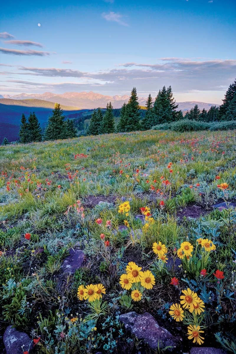 Alpine Appeal