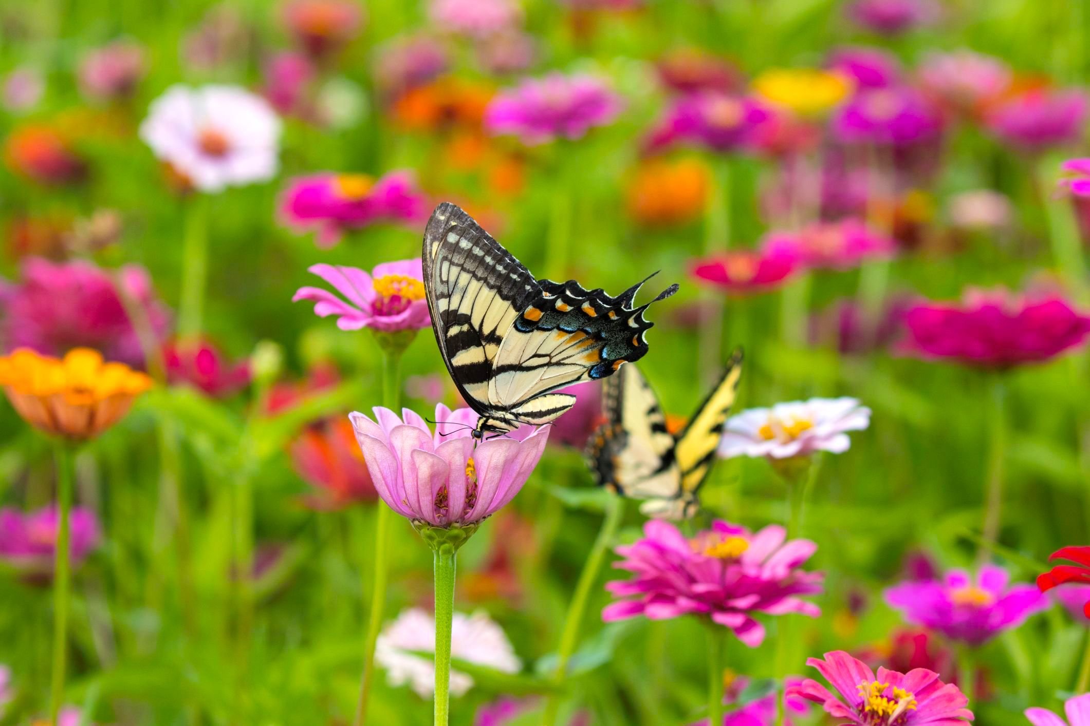 Pollinator Passion
