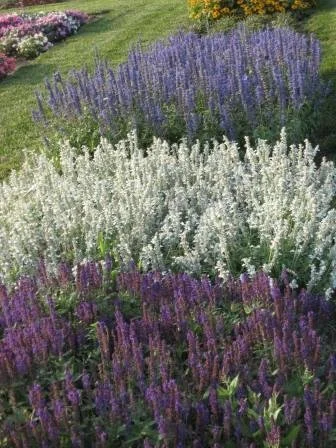 Salvia-mixed-colors.jpg